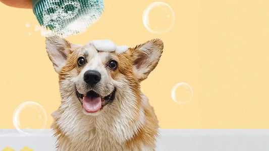 A 'Pet-tastic' Solution for Your Furry Friends!
